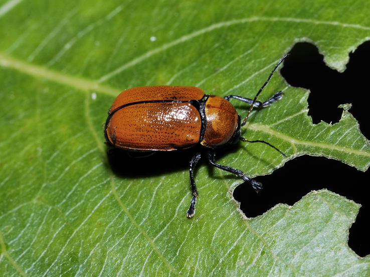 Coleottero da identificare: Cryptocephalus coryli